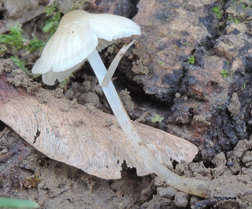 Piccolo e trsparente